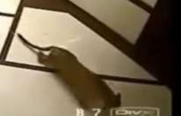 شاهد..
      شاحنة
      كبيرة
      مسرعة
      كادت
      أن
      تتسبب
      في
      كارثة
