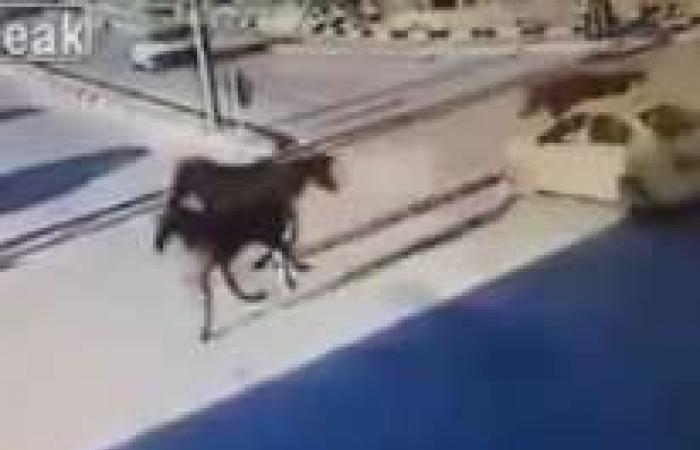 شاهد..
      شاحنة
      كبيرة
      مسرعة
      كادت
      أن
      تتسبب
      في
      كارثة
