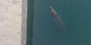 تمساح يثير الرعب بين أهالي المنوفية في مصر.. ما القصة؟