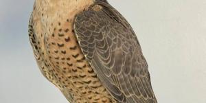 إنجاز سعودي يفك الشفرة الوراثية للصقور ويعزز صونها عالميا