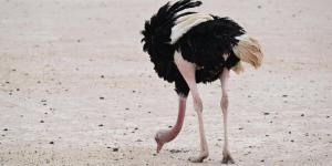 جولة الحياة البرية في الحجر بالعلا.. رحلة يكتشف من خلالها الزائر تناغم الطبيعة والحياة الفطرية