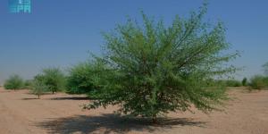 محمية الملك عبدالعزيز الملكية تؤهل +60% 
من أول مليون هكتار من أراضي الغطاء النباتي