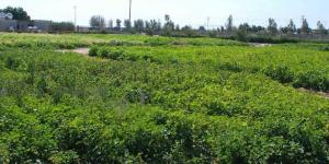 حظر التصرف في كافة أنواع الحيازات الزراعية والحيوانية