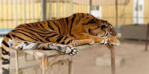 «البيئة»: ضبط مجموعة من الحيوانات المهددة بالانقراض