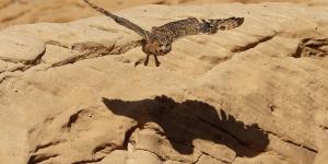 محمية شرعان الطبيعية في العلا تنتعش مع أمطار الربيع