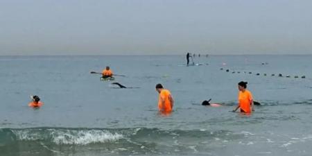 إسرائيل تبحث عن هاتف المدعية العامة العسكرية السابقة في البحر