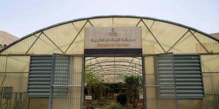 حديقة النباتات الطبية بجامعة نجران.. مبادرة تعزز التعليم والبحث العلمي