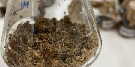 علماء «كاوست» يدرسون تطوير إنزيمات قادرة على تحليل البلاستيك