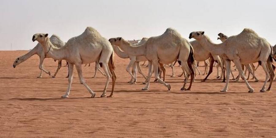 مهرجان
      الإبل
      في
      الطائف
      يسجل
      رقمًا
      قياسيًّا
      وصفقات
      مليونية