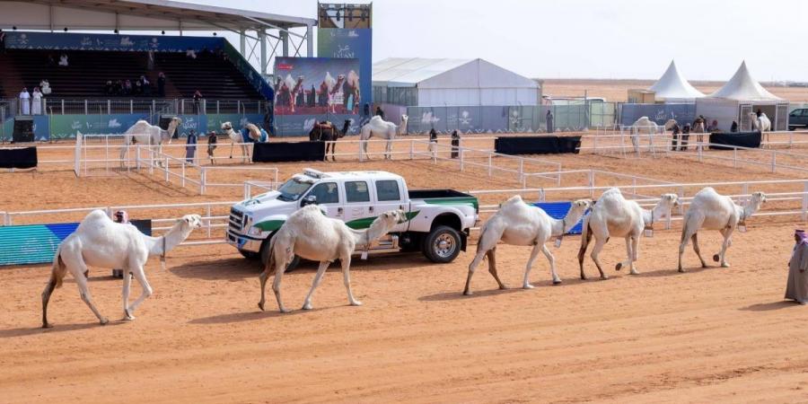 منقيات الوضح تحطم أعلى قيمة سوقية للإبل