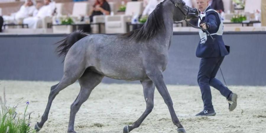 برنامج حافل لبطولة دبي الدولية للجواد العربي