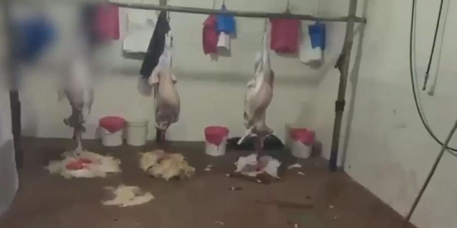 الأمن الجنائي يضبط 3 مسالخ غير مرخصة في جواخير كبد و10 مخالفين